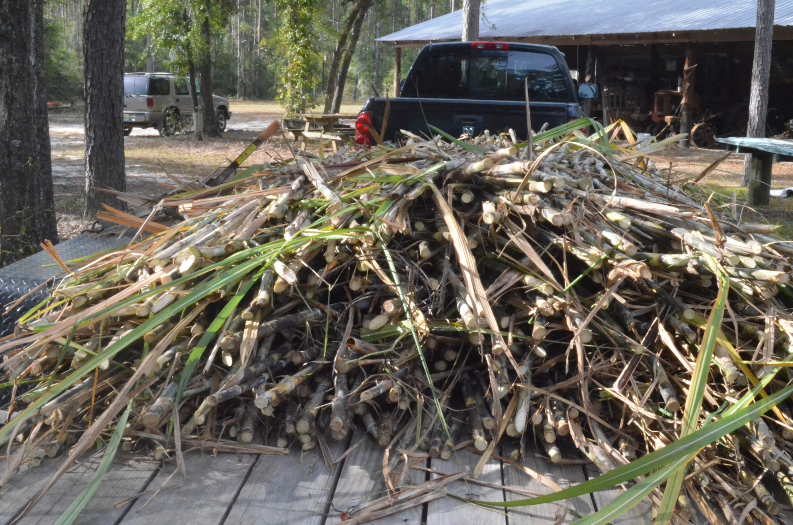 Sugar cane, grown locally on Renaissance Park's farms.
